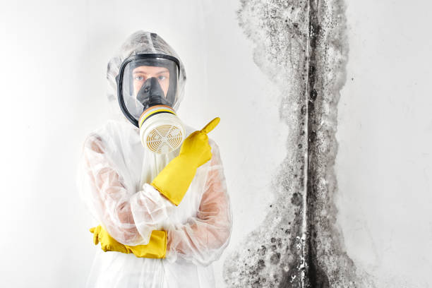 Why You Should Choose Our Mold Remediation Services in Gardner, IL